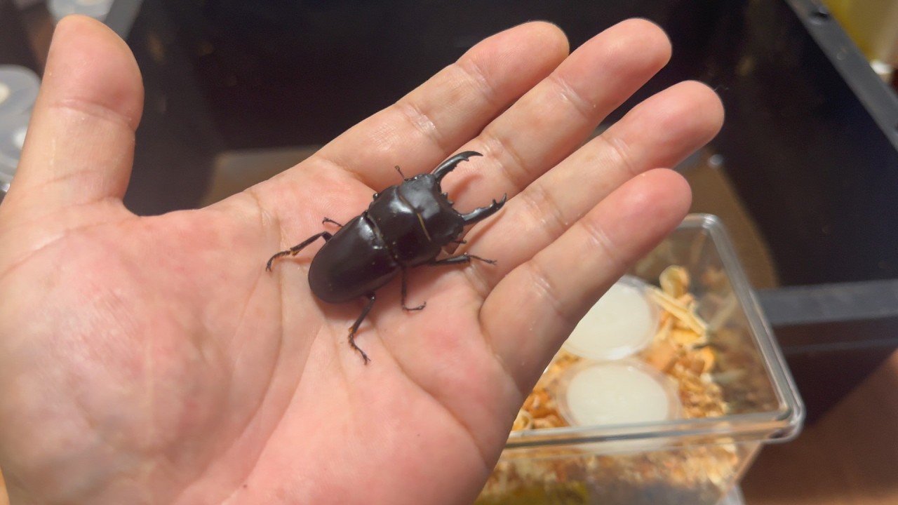 The rarest Australian species, the Wickham's stag beetle. A highly