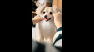 Recreating your furry best friend ❤️ #dog #dogs #pets #petlover #doglover #giftideas #shorts
