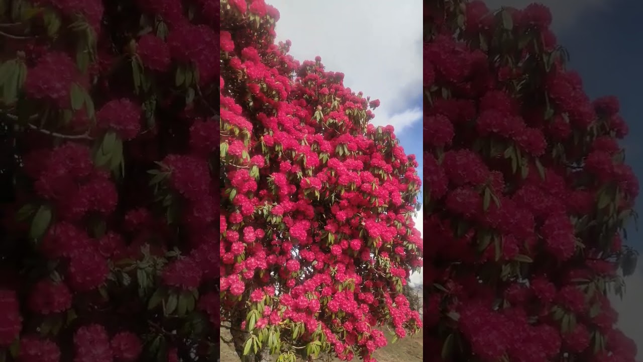 Buransh (Rhododendron)🏵️❣️ 