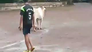 Cow plays football in Goa by Funny Cats 16 views 4 years ago 2 minutes, 13 seconds