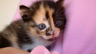 Cute And Funny Cat Videos #36 | Cute Cats Land by Cute Cats Land 542,398 views 3 years ago 8 minutes, 23 seconds