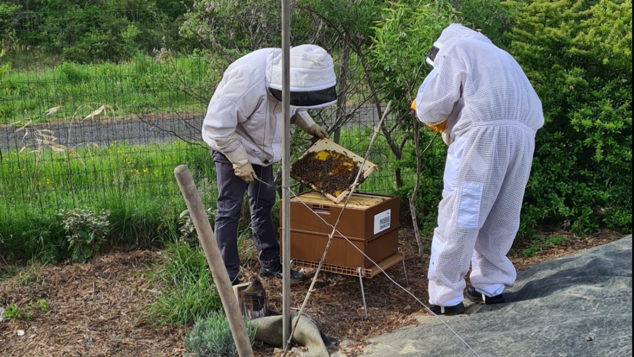 Inauguration de la ruche ApiAuvergne chez Phoebus Communication - LOGOS FM