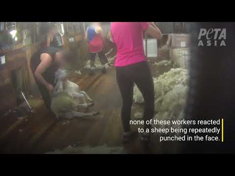 The Shear Horror of New Zealand Wool Farms