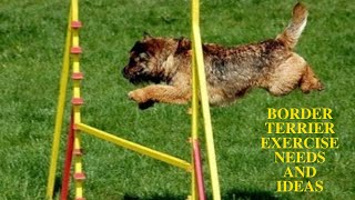 Border Terrier Exercise [Needs and Ideas]
