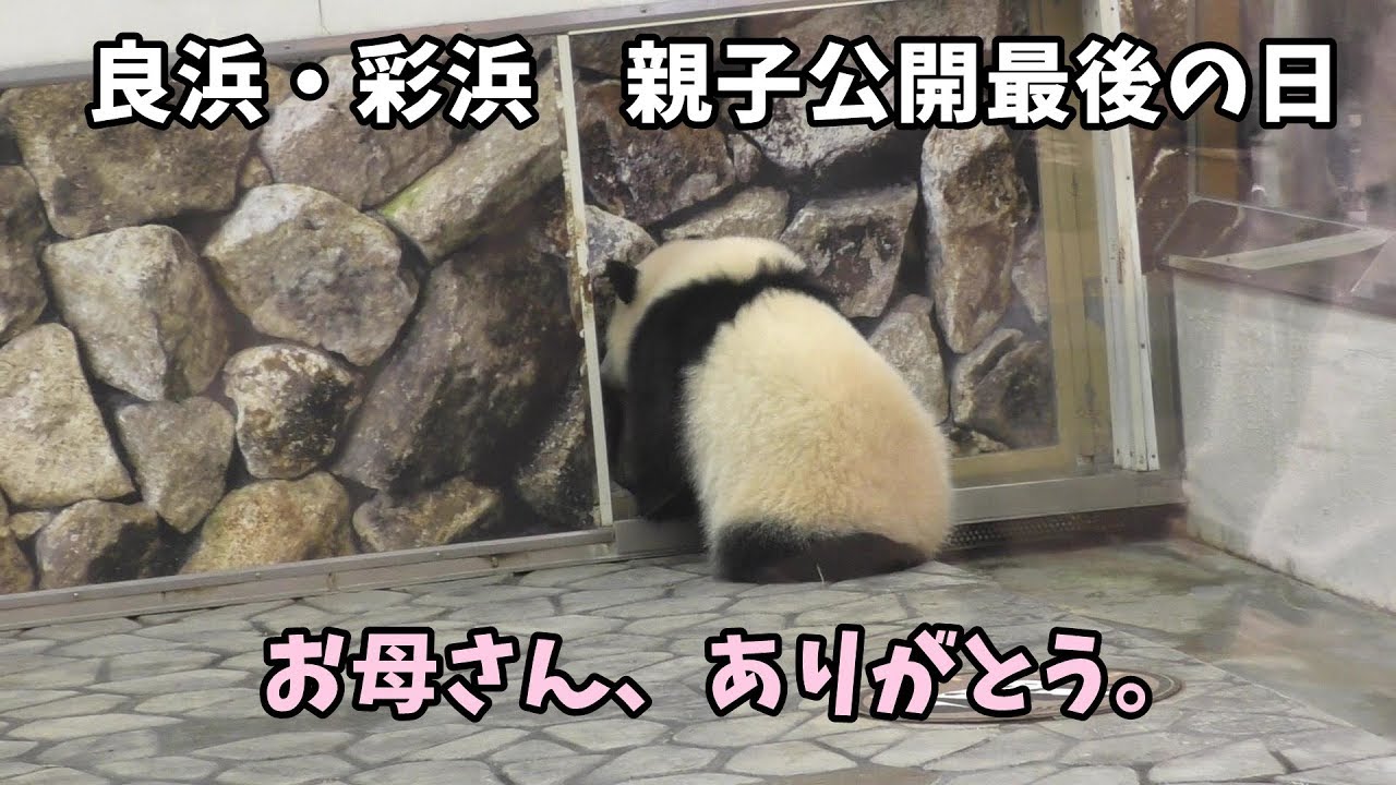 「お母さん、ありがとう。」良浜・彩浜🌈親子公開最後の日【毎週パンダ 2019/10/22】Last day for parents and children