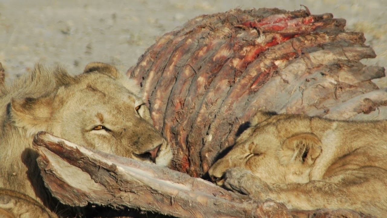 Dr. Meyer and Valentin Gruener on Human-Wildlife Conflict