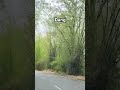 dang forst #reels #viral video #dance #new songs #mountains