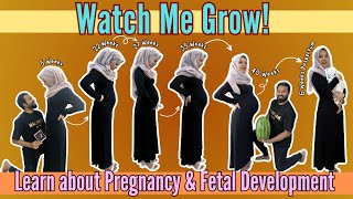 Pregnancy Transformation - Baby Bump Week by Week and Fetal Growth 9 to 40 Weeks & Pospartum