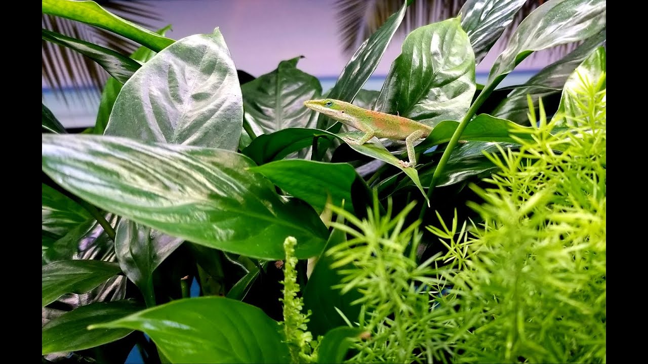 Island Lizard Aquarium YouTube