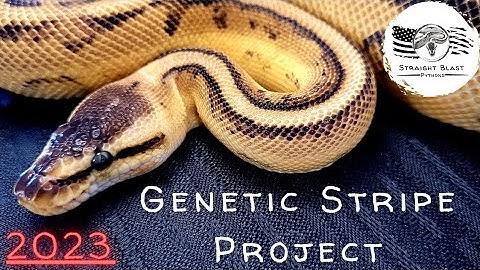 2023 Genetic Stripe Ball Python Project Plans