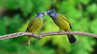 Good Night Bird Sounds - Beautiful Bird Sounds, Relax, Relieve Stress by Gsus4 Officical 504 views 2 weeks ago 10 hours, 29 minutes