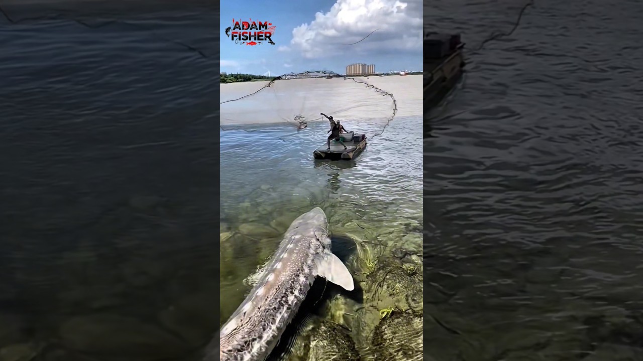 Cast the Net Once… Caught a GIANT Sturgeon — UNBELIEVABLE! 