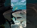 Face-to-Face With a Massive Tiger Shark 🦈😳 | Unreal Underwater Encounter #viralvideo #ocean