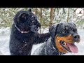 Black Panther Raised By A Lady Made Friendship With A Rottweiler｜PECO Mp3 Song