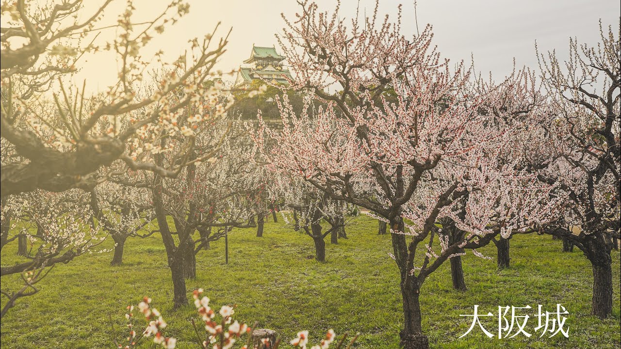 4k 大阪城公園梅林 Osaka Castle And Plum Grove Cinematic Osaka Youtube