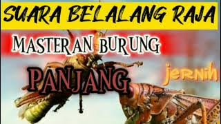 SUARA BELALANG RAJA!!!!MASTERAN BURUNG PANJANG JERNIH