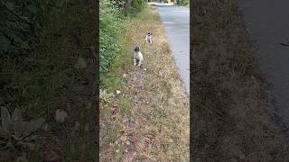 Puppies Extremely Scared & Panicked After Be Abandoned On A Busy Road