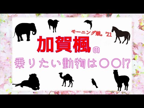 ハロプロメンバー乗りたい動物コンプリートへの道　第15回 モーニング娘。’21 加賀楓編