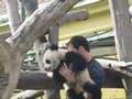 Panda Baby Fu Long gets a special treatment