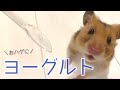 ぽちょむのおハゲにヨーグルト【ゴールデンハムスター】／Hamster POCHOM loves yogurt