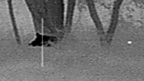 Spot & Stalk 170 lb Boar, DRT, Thermal Hog Hunt