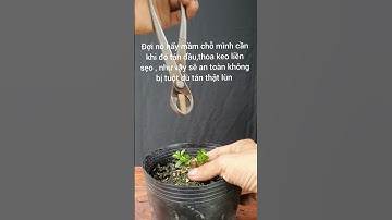 Cách làm cây thật lùn mà không bị tuột #shorts #bonsaisieumini #bonsaitihon #bonsaimini