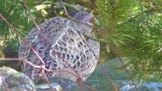Perburuan Burung Pheasant Yang Dilakukan Dengan Sengit  Penyintas Perburuan Burung
