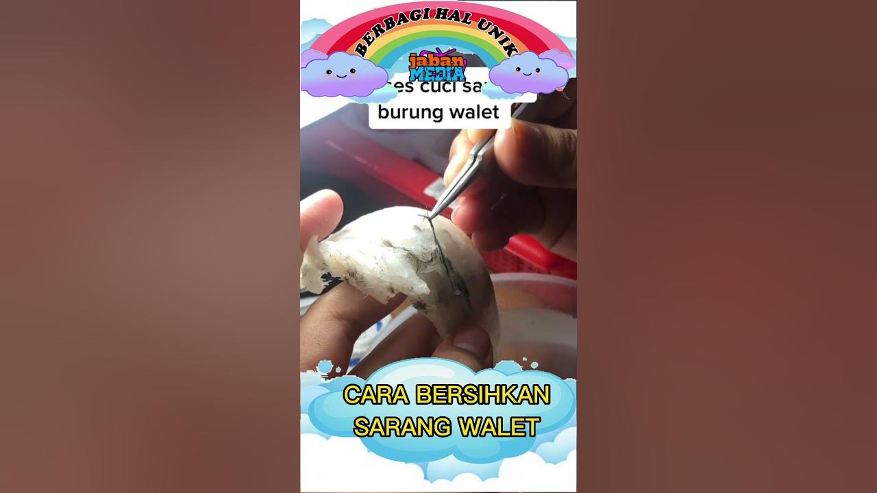 CARA BERSIHKAN SARANG WALET