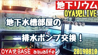 【OYA児LIVE】地下水槽部屋の排水ポンプ交換！／地下リウム、日本淡水渓流魚、20190810