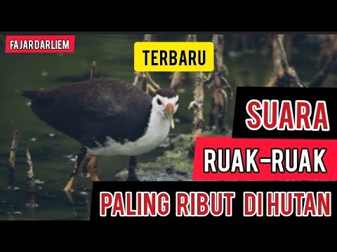Suara Pikat. Burung Ruak Ruak RIBUT. Sangat Ampuh Untuk Pancingan Ruak Ruak Liar