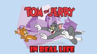 Funny Cats Vs Mouse | Tom and Jerry Real Life | Top Cats Video Compilation