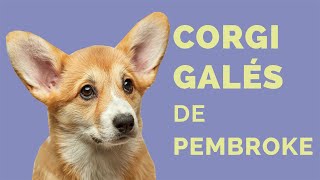 Perros Raza CORGI GALÉS DE PEMBROKE: Características, cuidados e historia by Cosmos Perruno 14,239 views 3 years ago 6 minutes, 46 seconds