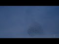 Starlings Fly in Murmurations