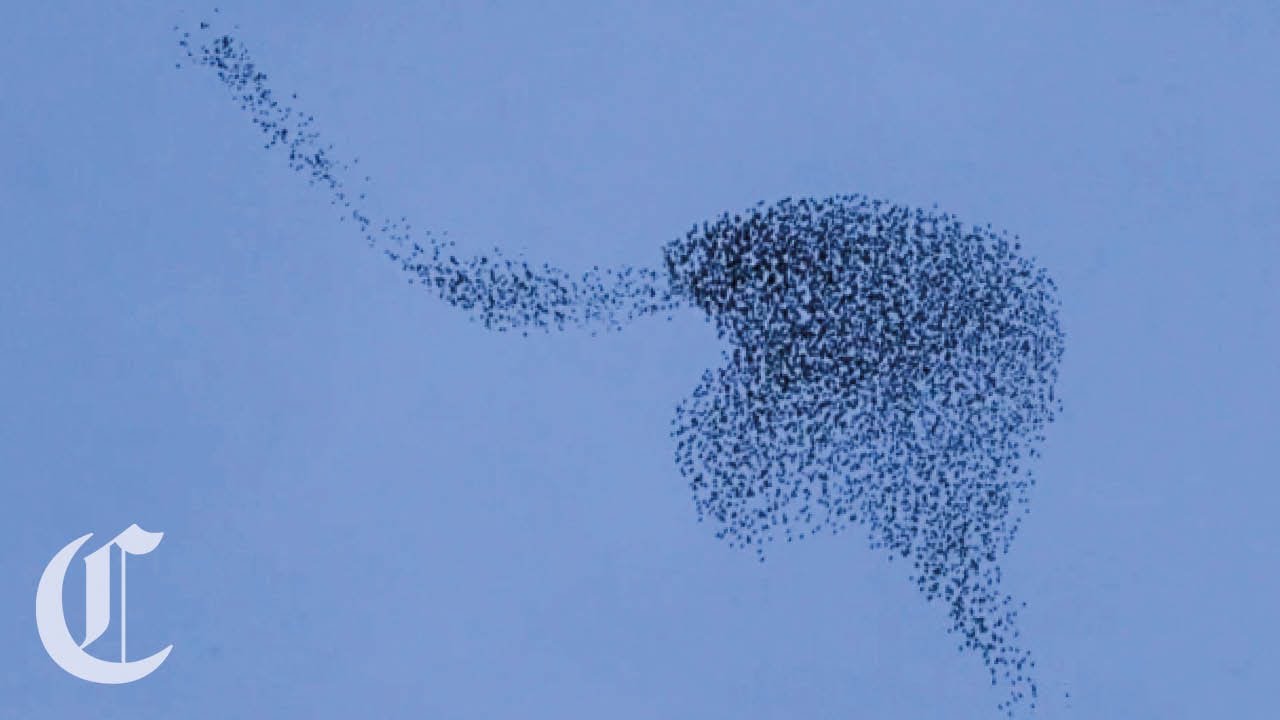 Flying Insect Murmurations Starlings Fly in Murmurations - YouTube