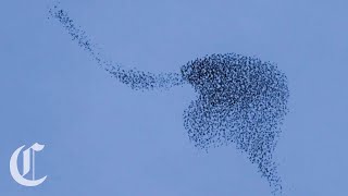 Starlings Fly in Murmurations