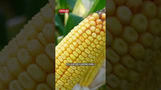 WinField® United Canada CROPLAN® Corn Staff Picks: CP3143VT2P/RIB & CP3330VT2P/RIB companion hybrids