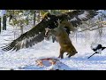 Беркут - самый крупный орёл в деле! Самые эпичные битвы диких животных "за 5 минут"