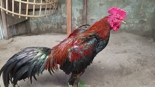 Collection Of Highachieving Chickens From The Banyu Langit Cage From Gumas