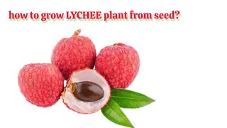 How to Grow Lychee Fruit Plant from Seed at Home 🌱 | Easy Tropical Gardening Guide