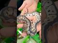 TSK Axanthic Clown Ball Python by Warfel’s Morphs