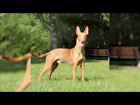Видео: Фараонова собака порода собак гипоаллергенна, здоровье и продолжительность жизни