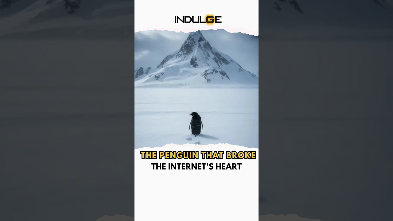 Почему вирусный пингвин ушёл? | 