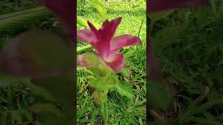 Wild Turmeric Flower (Curcuma Aromatica)❤️ #shorts #asmr #curcuma #aromatica #flowers