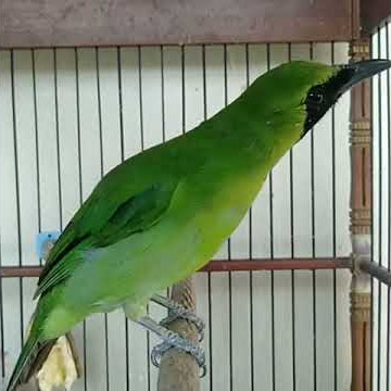 Rekomendasi Vitamin Burung Murai Daun Jumbo ⏩
