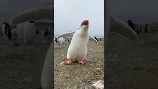 صوت البطريق - حيوانات