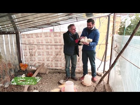 #ფერმა რამაზ იოსელიანი - მსახიობი, რომელიც ფერმერად იქცა