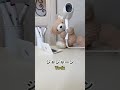パソコン壊れました / What iPhone do you have?