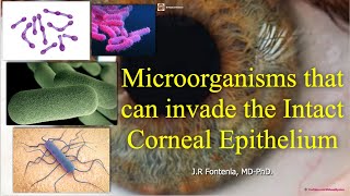 Microorganisms that can invade the Intact Corneal Epithelium.