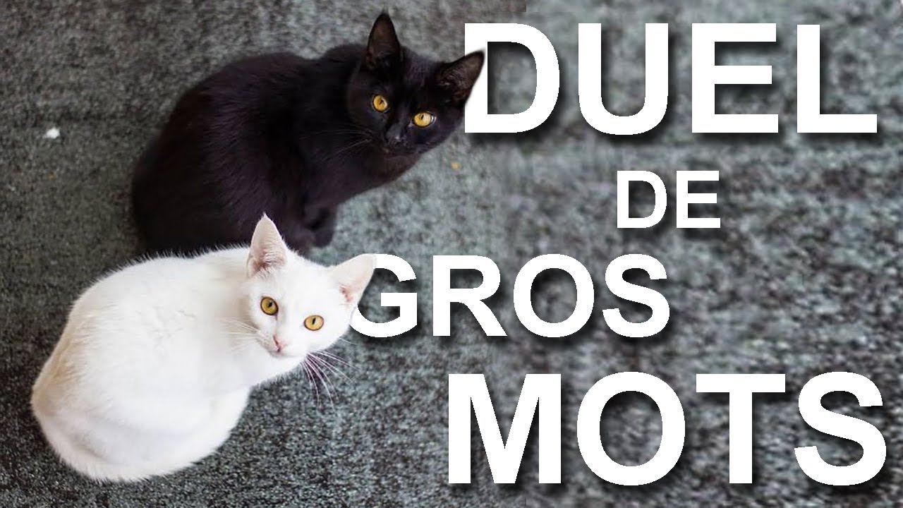 Duel De Gros Mots Parole De Chat