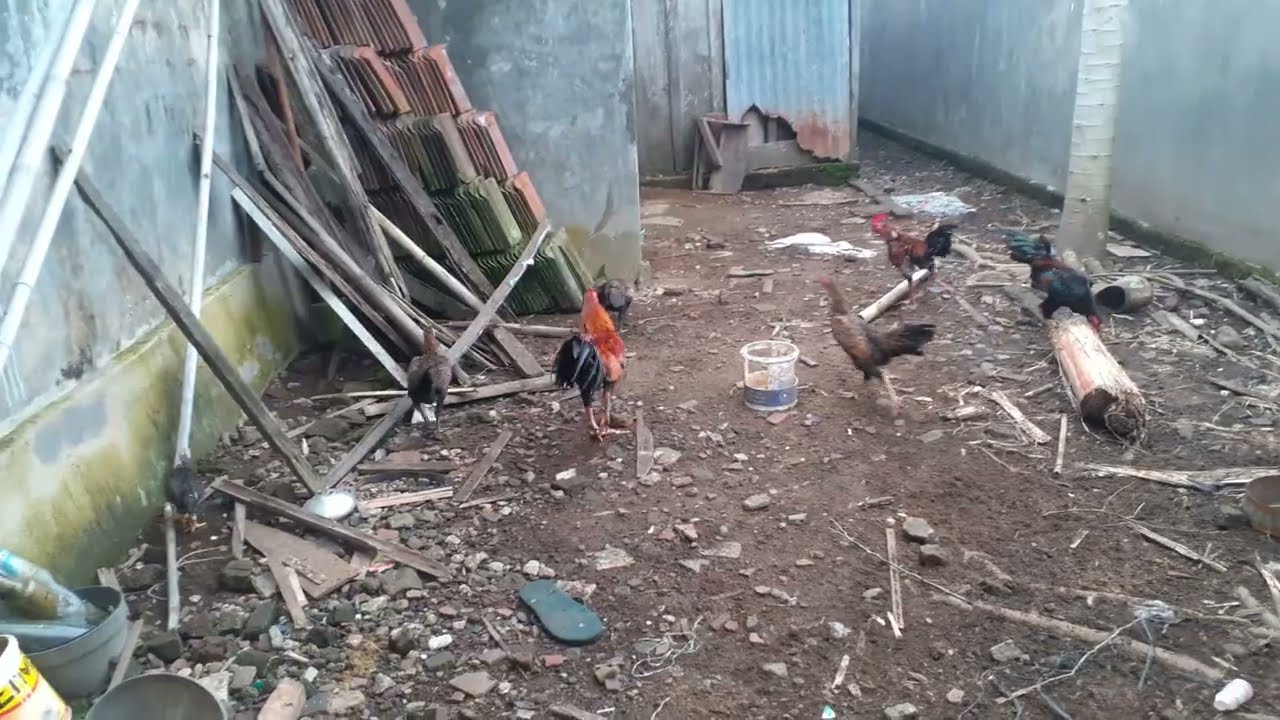 Funny chicken #chicken #chickenfarming #funny 